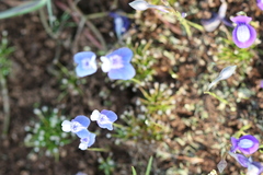 Utricularia lazulina